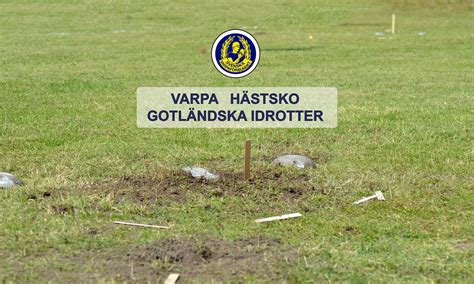 Skalsių pažeista rugių varpa su rageliais.