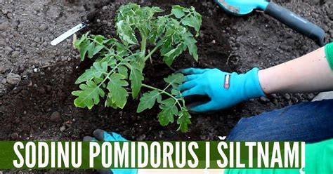 schema-sodinimo-pomidoru-siltnamyje