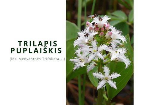 bendras vaizdas dekoratyvinio krūmo pūkenio su purpurine lapija ir pūkuotais žiedynais