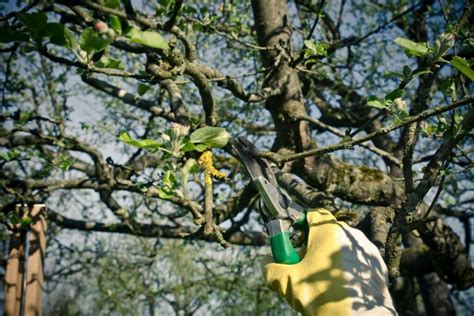 obelų genėjimo įrankiai ir procesas