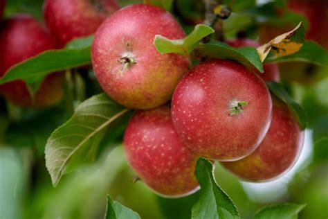 obuoliai sukrauti medinėse dėžėse laikymui