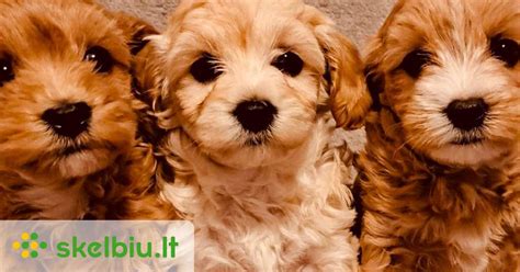 Įvairūs mini veislės šuniukai