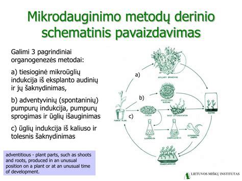 schematinis gyvūno virškinimo proceso pavaizdavimas, vedantis prie mėšlo susidarymo