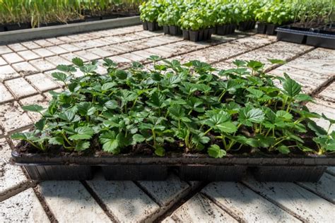 Schema, iliustruojanti braškių daigų dauginimo elito sistemą (nuo PBM iki CM klasės)