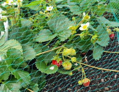 Nuotrauka: braškių lysvės, mulčiuotos plėvele ir šiaudais