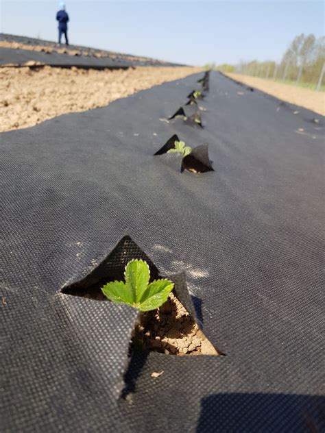 Lentelė su lyginamaisiais braškių veislių duomenimis (derlius, skonis, atsparumas, dydis)