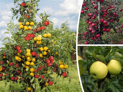 Senoji Kauno obelis su vaisiais