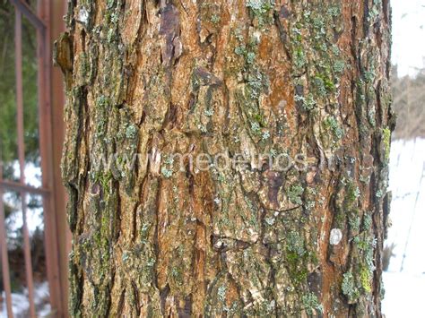 Turkinis lazdynas „Obelynės“ parke