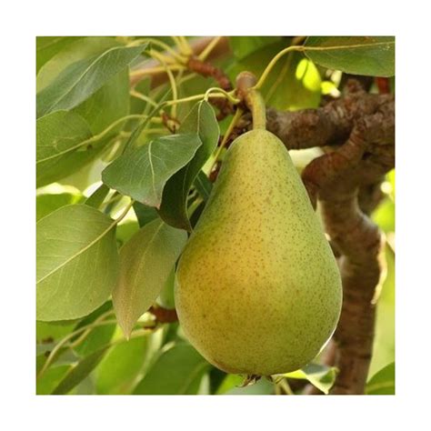 „Mieldažinė“ kriaušė žiemą