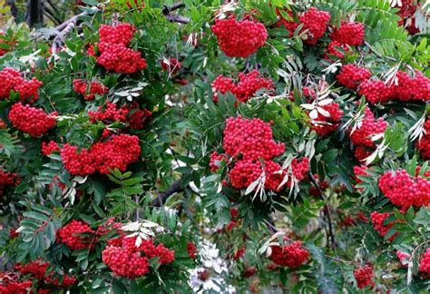 Storiausias šermukšnis Žagarėje