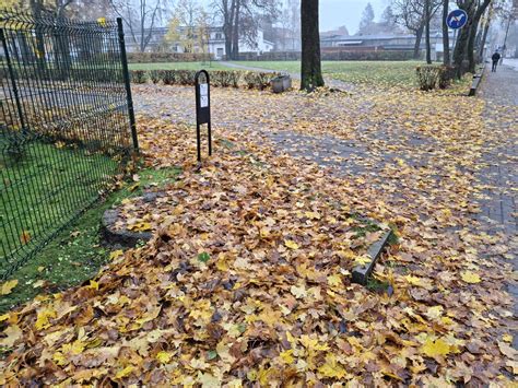 supuvusių lapų ir dirvožemio vaizdas