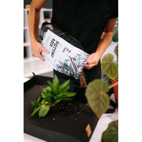 Įvairūs kambarinių augalų auginiai paruošti sodinimui