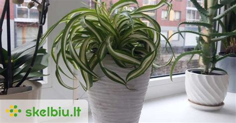 Chlorofitas su formuojančiaisiais ūgliais