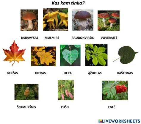 nuotrauka su įvairiais meskito medžių vaizdais: lapai, žiedai, žievė, sėklų ankštys