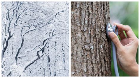 nuotrauka su skirtingų meskito medžių žievės tekstūromis