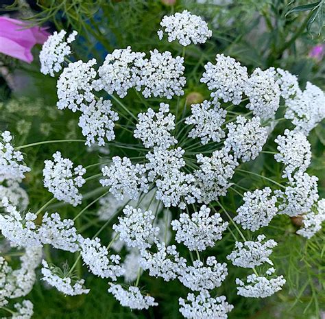 nuotrauka su didžiojo amio (*Ammi majus*) žiedynu ir lapais