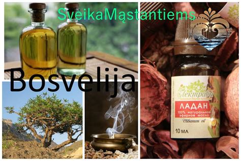 Maralo šaknies (leuzėjos) ir auksinės šaknies (rodiolos rožinės) vaizdai, pabrėžiantys jų gydomąsias savybes.