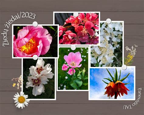 nuotrauka su įvairiais vasaros žiedais, apniktais bitėmis