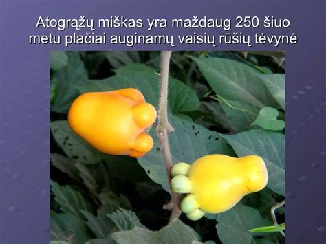 Nuotrauka, iliustruojanti didelę augalų įvairovę atogrąžų miške, su įvairių rūšių medžiais, lianomis ir gėlėmis.