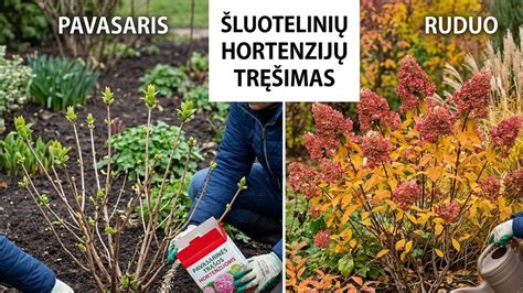 Schema, iliustruojanti skirtingus dirvos paruošimo etapus pavasarį ir rudenį.