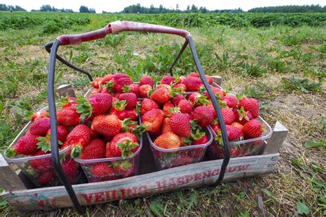 Braškių laukas su skirtingomis veislėmis