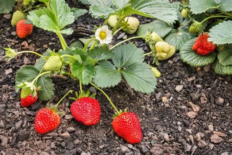 Schema, iliustruojanti skirtingų braškių veislių žydėjimo laiką
