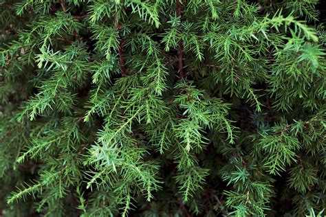 Įvairios kadagių rūšys: paprastasis, uolinis, kazokinis, kininis