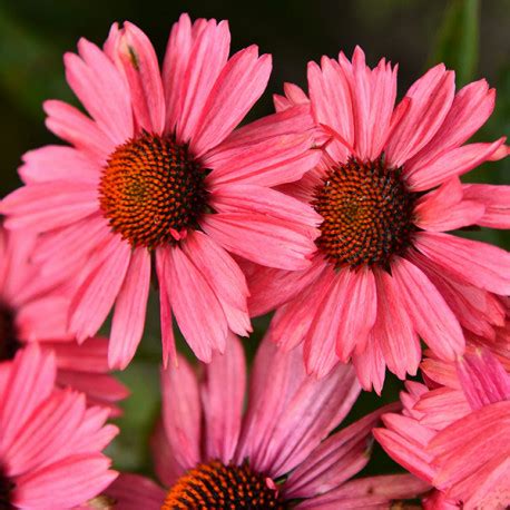 Saulėta vieta su gerai drenuotu dirvožemiu sodinimui