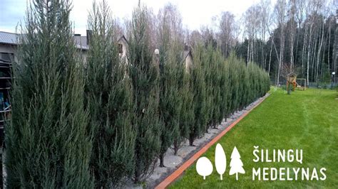 Kadagių gyvatvorė - natūrali ir atspari žalioji siena