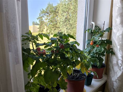 Vaisių derlius ant palangės namuose