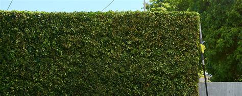 Skirtingi gyvatvorių žirklių ašmenų ilgiai ir tarpai tarp dantukų, leidžiantys pasirinkti optimalų įrankį pagal gyvatvorės tipą.