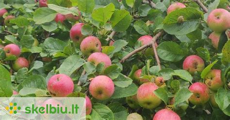 Nuotrauka su skirtingų rudeninių obuolių veislių pavyzdžiais