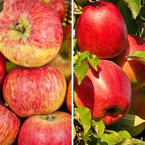 Vizualizacija su skirtingų obelų veislių atsparumo ligoms palyginimu