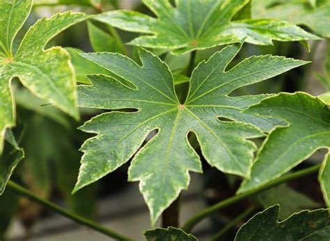 Nuotrauka su Fatsia japonica augalo lapais ir bendru vaizdu