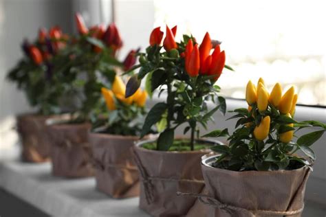 Vaizdinė iliustracija: spalvingos aitriosios paprikos ant palangės