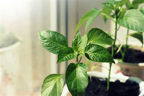 Schema: paprikos daigų sodinimas į vazonėlius