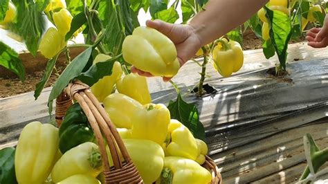 Lentelė: paprikų ligų ir kenkėjų apžvalga