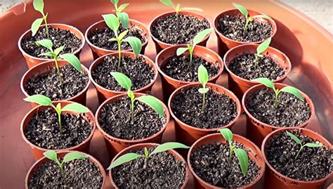 paprikos daigai vazonėliuose