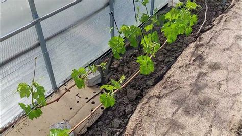 paruošta lysvė šiltnamyje paprikoms sodinti