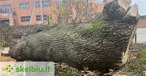 Medžio kamienas, padengtas apsaugine priemone 