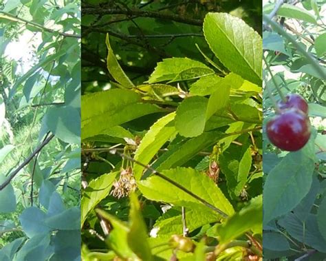 Vyšnių lapai, pažeisti kokomikozės, su matomais rausvais grybo kūneliais.