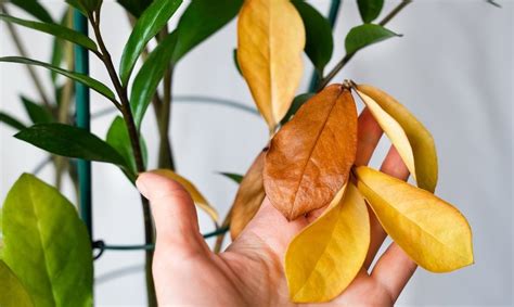 Zamiokulko lapai ir stiebai