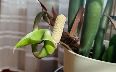 Zamiokulko šakniastiebis