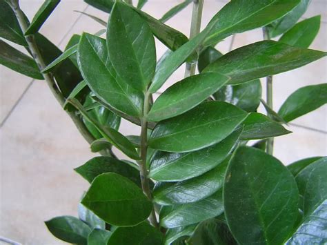 Zamiokulko lapų tekstūra