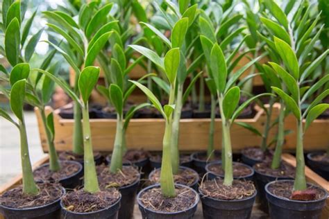 Zamiokulko persodinimas į naują vazoną