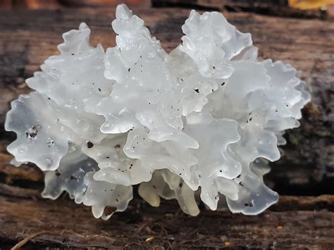 Snieginio grybo (Tremella fuciformis) išvaizda