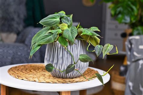 Didelis filodendras moderniame interjere