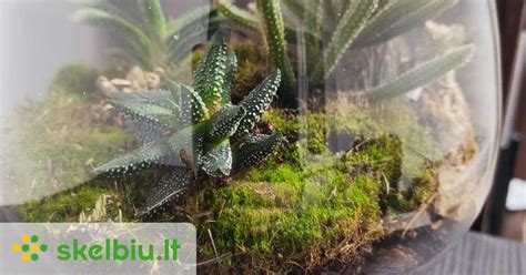 Florariumas su įvairiais augalais