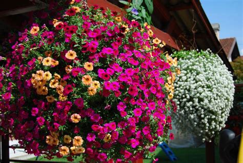 Įvairių spalvų surfinijos ir svyrančios petunijos balkone