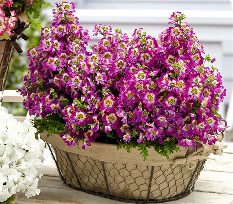 Skeltažiedis augalas vazone ant balkono